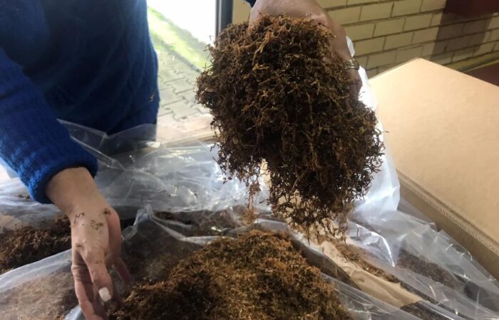 روش‌های قدیمی استفاده از توتون و تنباکو در فرهنگ‌های مختلف 2