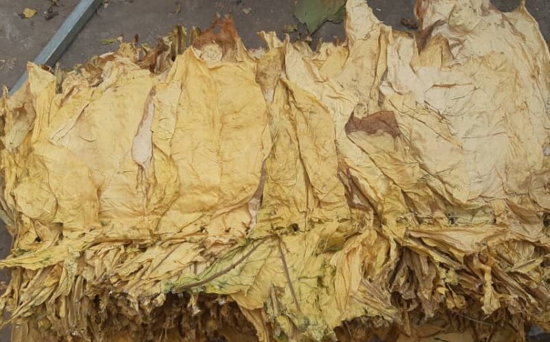 برگ توتون ویرجینیا خشک شده