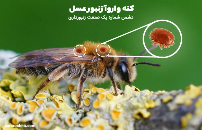 کنه واروآ زنبورعسل