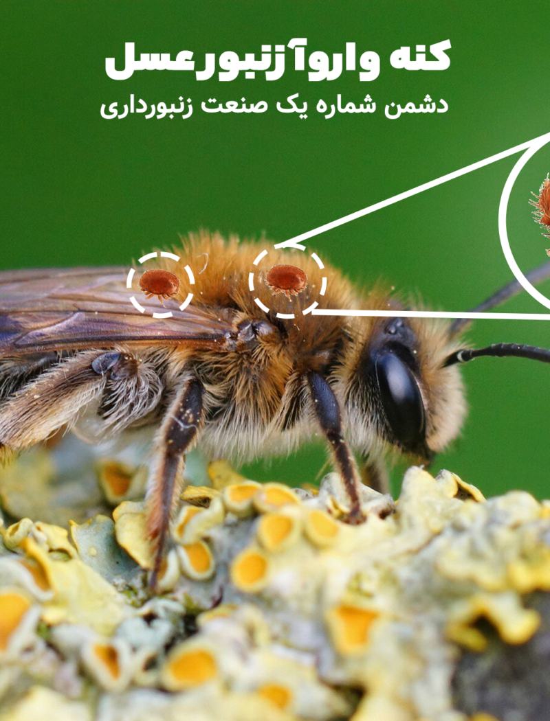 کنه واروآ زنبورعسل